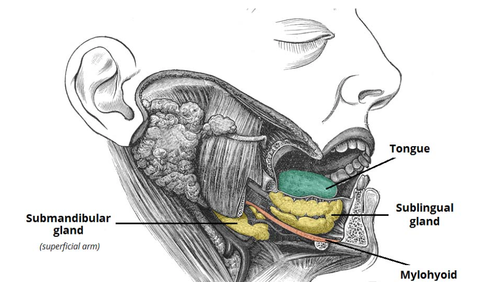 Подъязычная слюнная железа фото