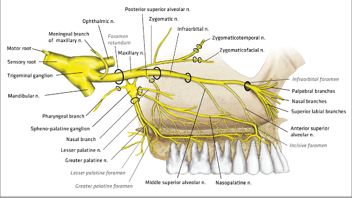 Иннервация верхней челюсти рисунок