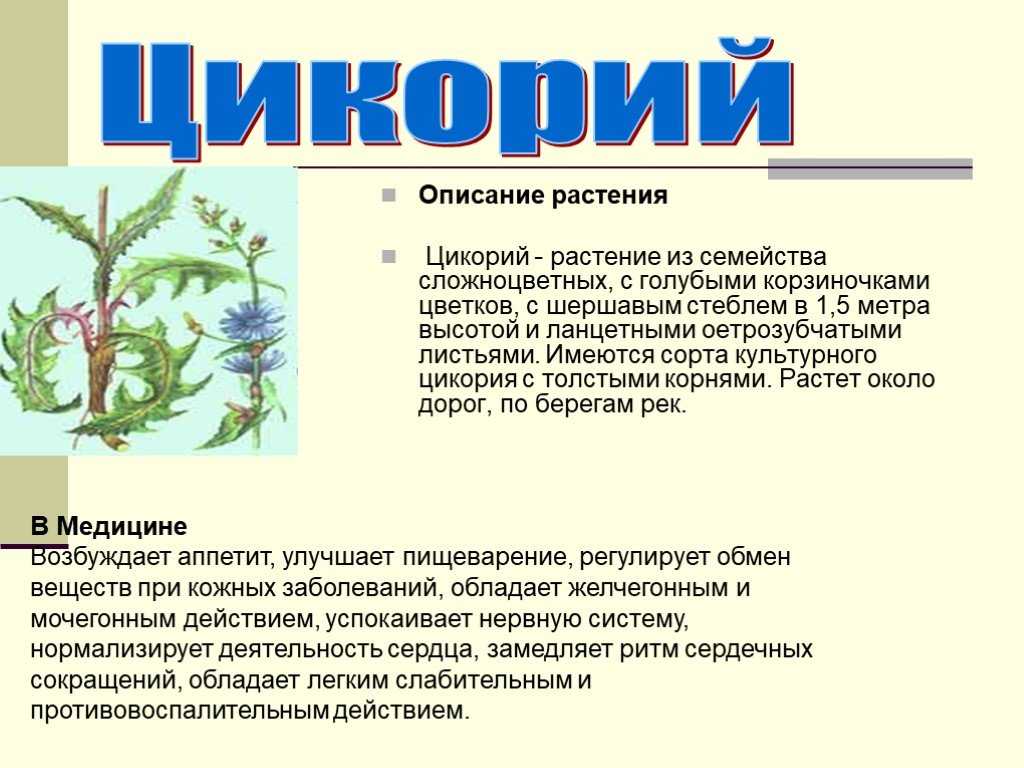 Что такое растения текст. Описание растения. Краткое описание растений. Лекарственные растения краткое описание. Текст о растении.