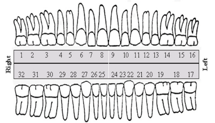 Зубной ряд нумерация у взрослого в стоматологии рисунок
