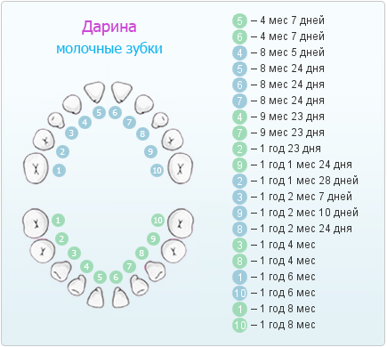 Схема роста зубов по месяцам