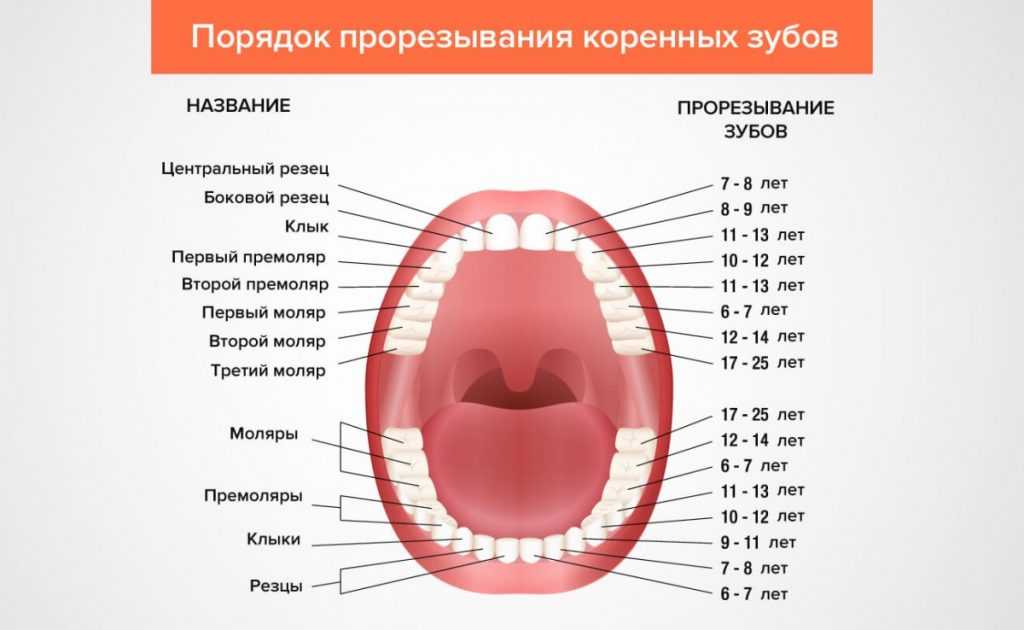 Порядок прорезывания зубов у детей до 2 лет схема последовательность