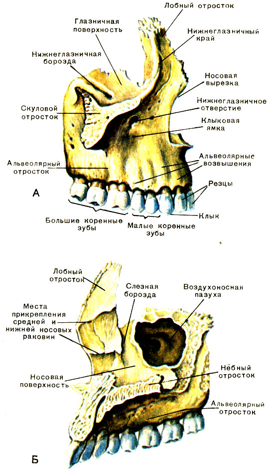Клыковая ямка. Анатомия верхней челюсти челюсти. Строение верхнечелюстной кости. Верхняя челюсть анатомия строение. Верхняя челюстная кость анатомия.