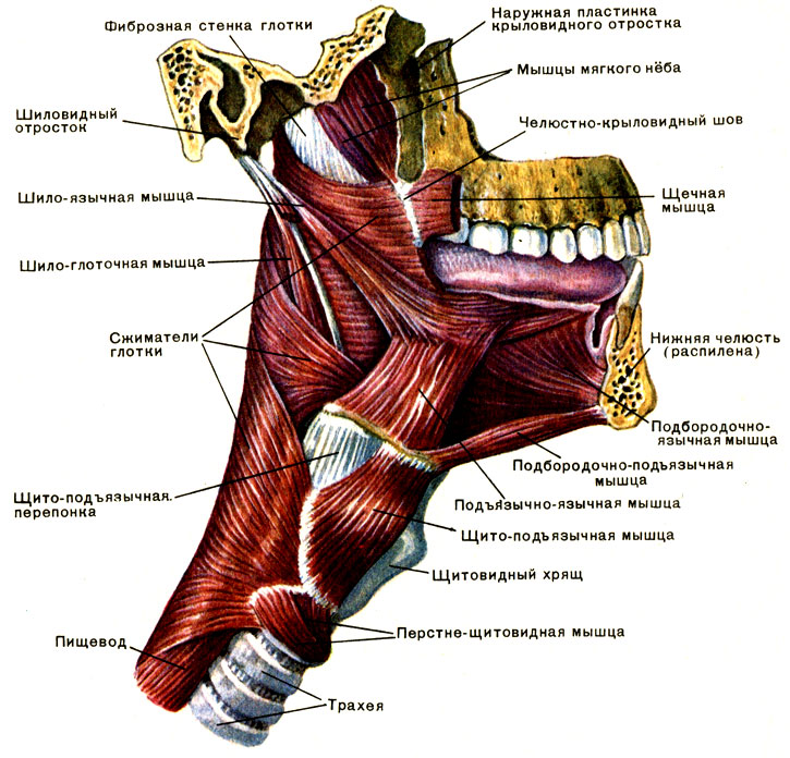 Мышцы Языка Анатомия Картинки