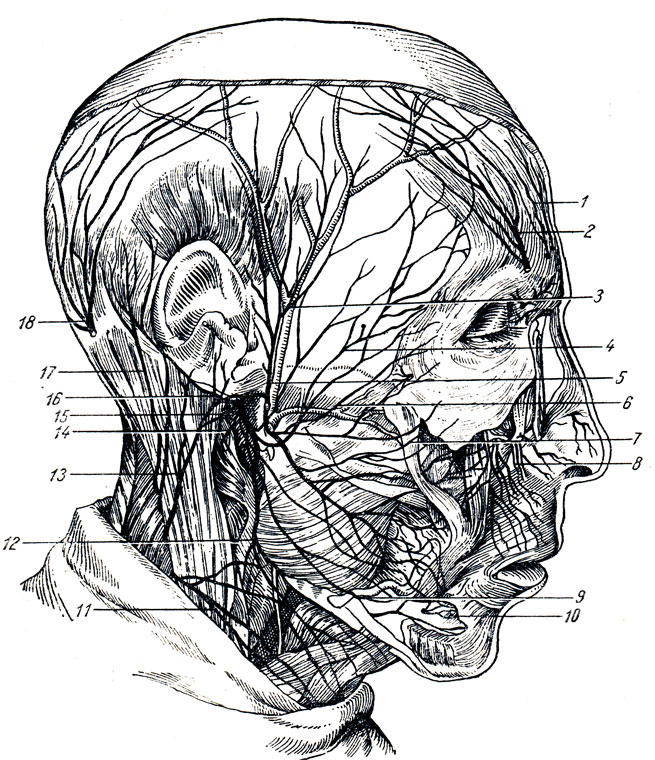 Нервы лица схема