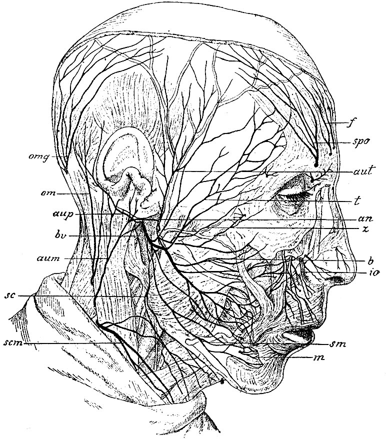 Нервы на лбу. Тройничный нерв анатомия схема затылок. Nervus Facialis. Нервная система головы и шеи человека анатомия. Ветви нервус фациалис.