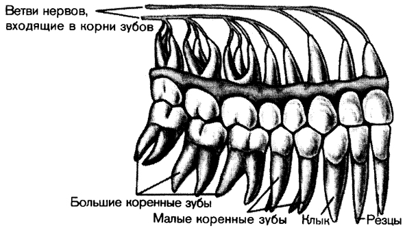 Как называются корни зубов. Корни зубов верхней челюсти схема.