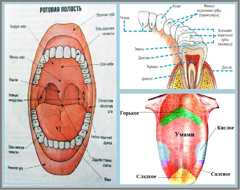 Название полостей человека. Ротовая полость строение анатомия зубов.