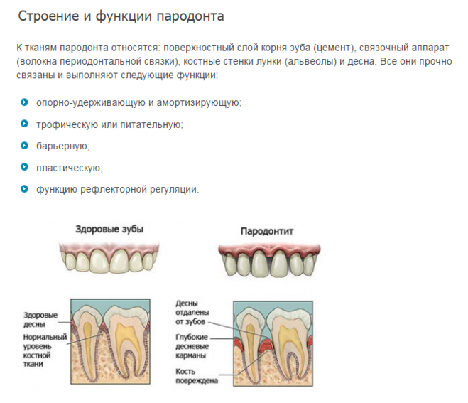 Функции тканей зубов. Строение зуба в Десне анатомия. Строение периодонта и пародонта зуба. Анатомия и функция тканей пародонта. Пародонт строение связки зуба.