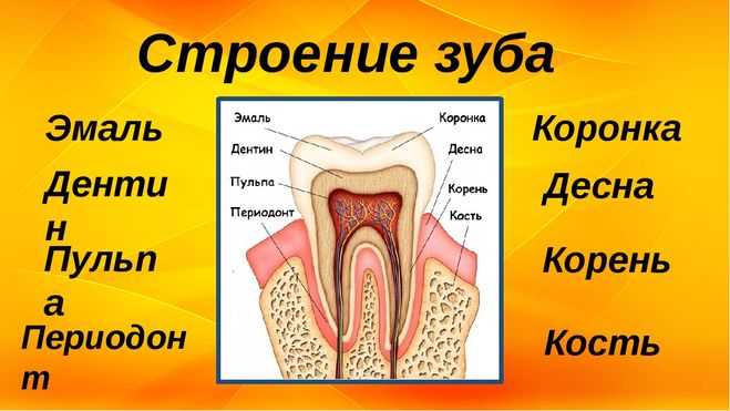 Строение зуба человека схема с описанием