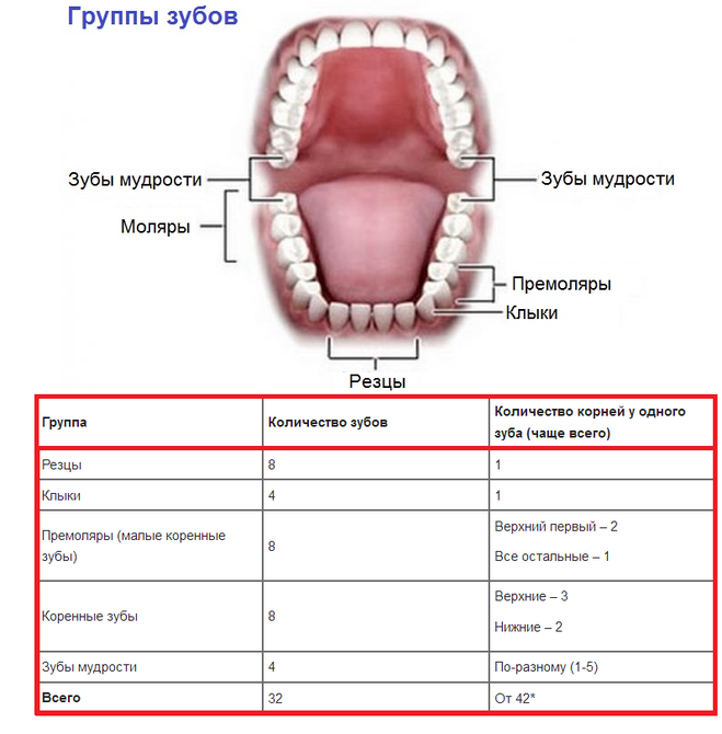 Схема корней зубов