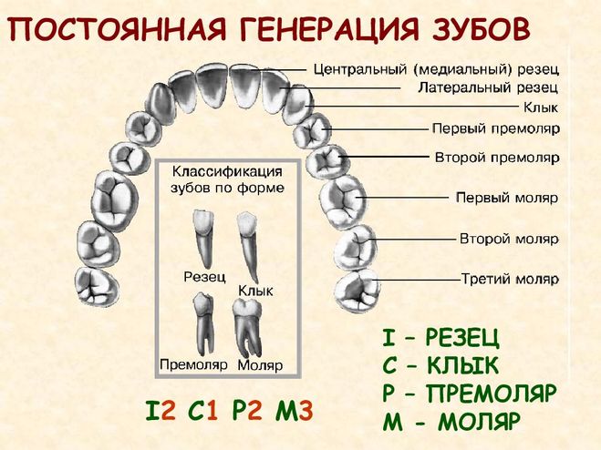 15 и 16 зуб схема