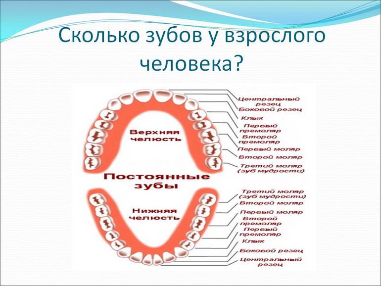 Зубы на схеме восьмерки