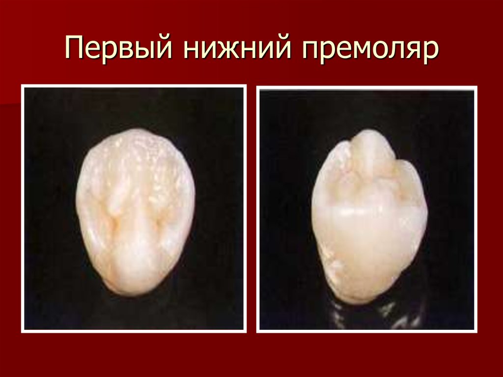 Первый верхний 2. Первый премоляр нижней челюсти. Первый Нижний премоляр анатомия. Анатомия 2 премоляра нижней челюсти. 1 Премоляр нижней челюсти анатомия.