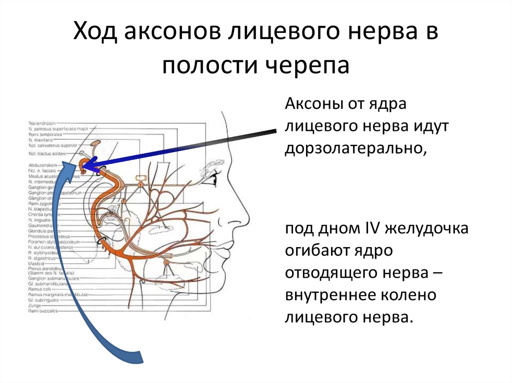 Лицевой нерв удаление. Путь лицевого нерва неврология. Топография тройничного нерва проекция. Ход лицевого нерва схема. Лицевой нерв и тройничный нерв.