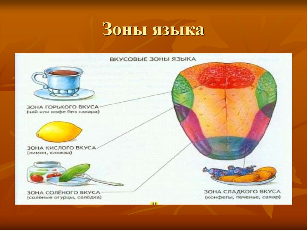 Какой участок языка воспринимает