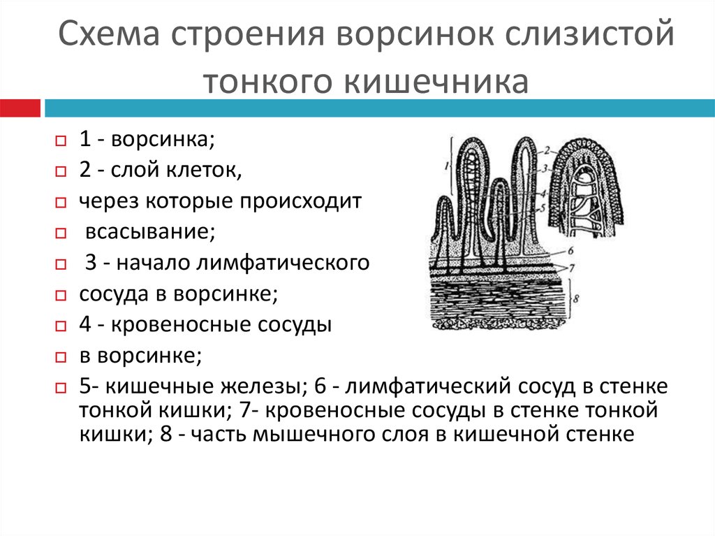 Строение слизистой. Строение ворсинки тонкого кишечника анатомия. Схема строения кишечной ворсинки. Строение кишечной ворсинки анатомия. Схема строения ворсинки тонкой кишки.