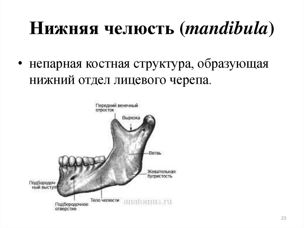 Схема нижней челюсти