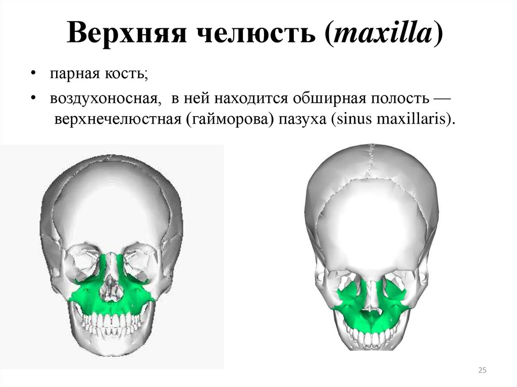 Верхний череп. Верхняя челюсть парная. Верхняя челюсть кость черепа анатомия. Верхняя челюсть воздухоносная кость. Верхняя челюсть анатомия парная.