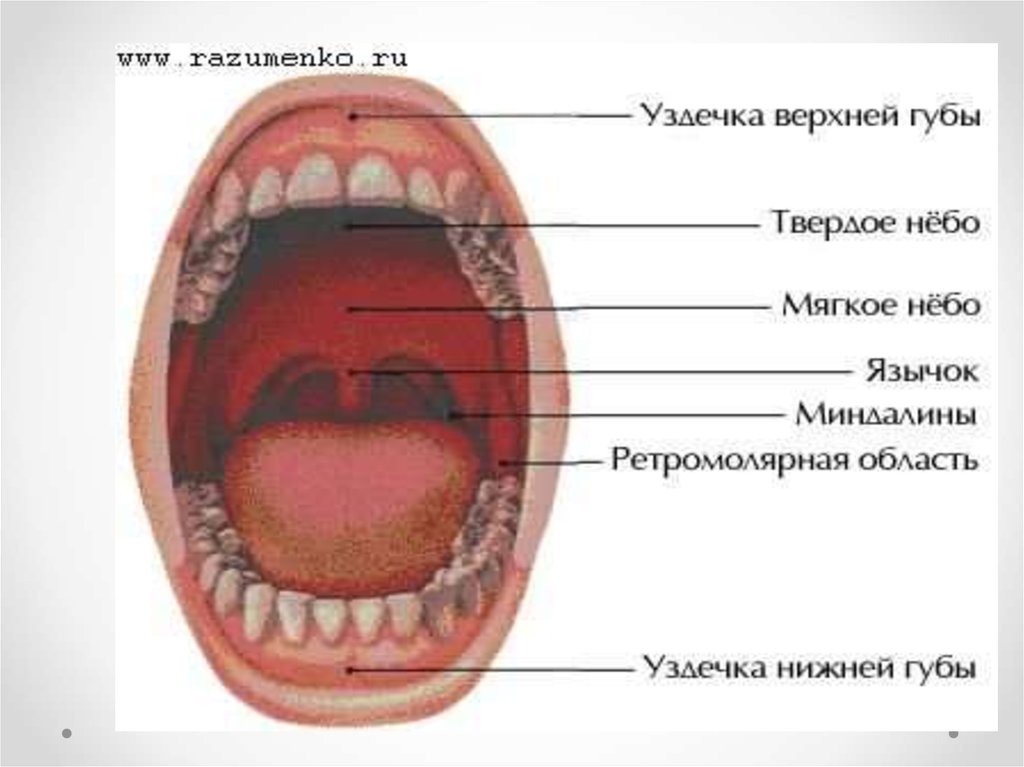 Рисунок твердого неба