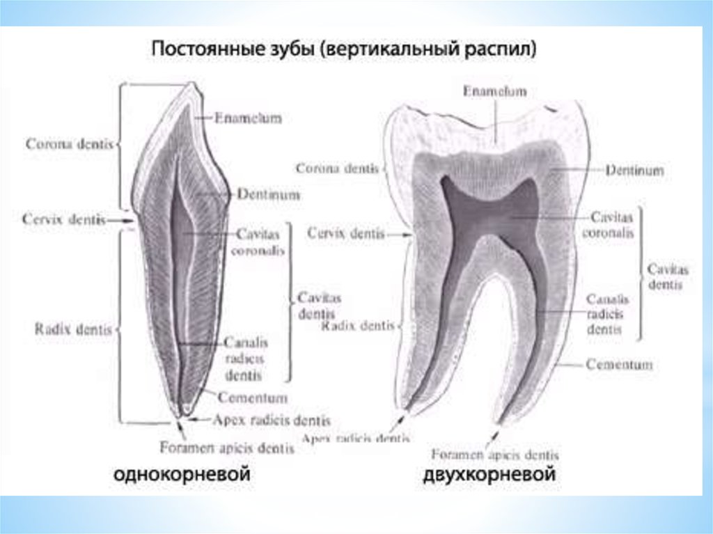 Клыки поверхность зуба. Анатомия зуба коронка шейка корень. Схема строения зуба анатомия. Строение зуба коронка шейка корень. Частная анатомия зубов постоянные зубы.