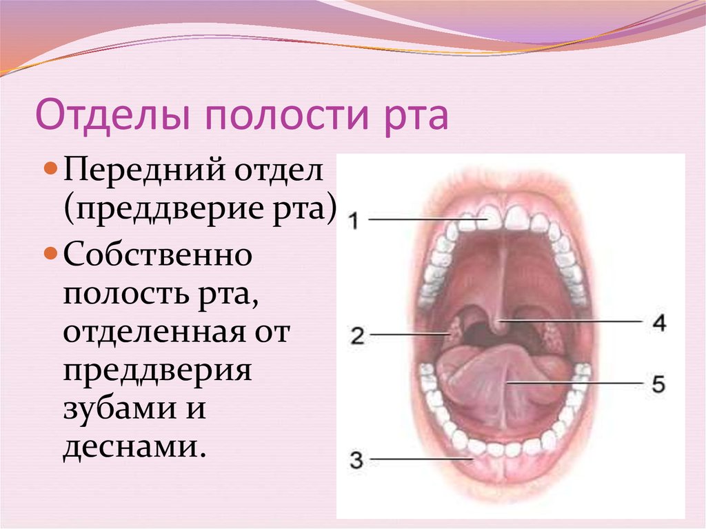 Небо мягкое и твердое схема