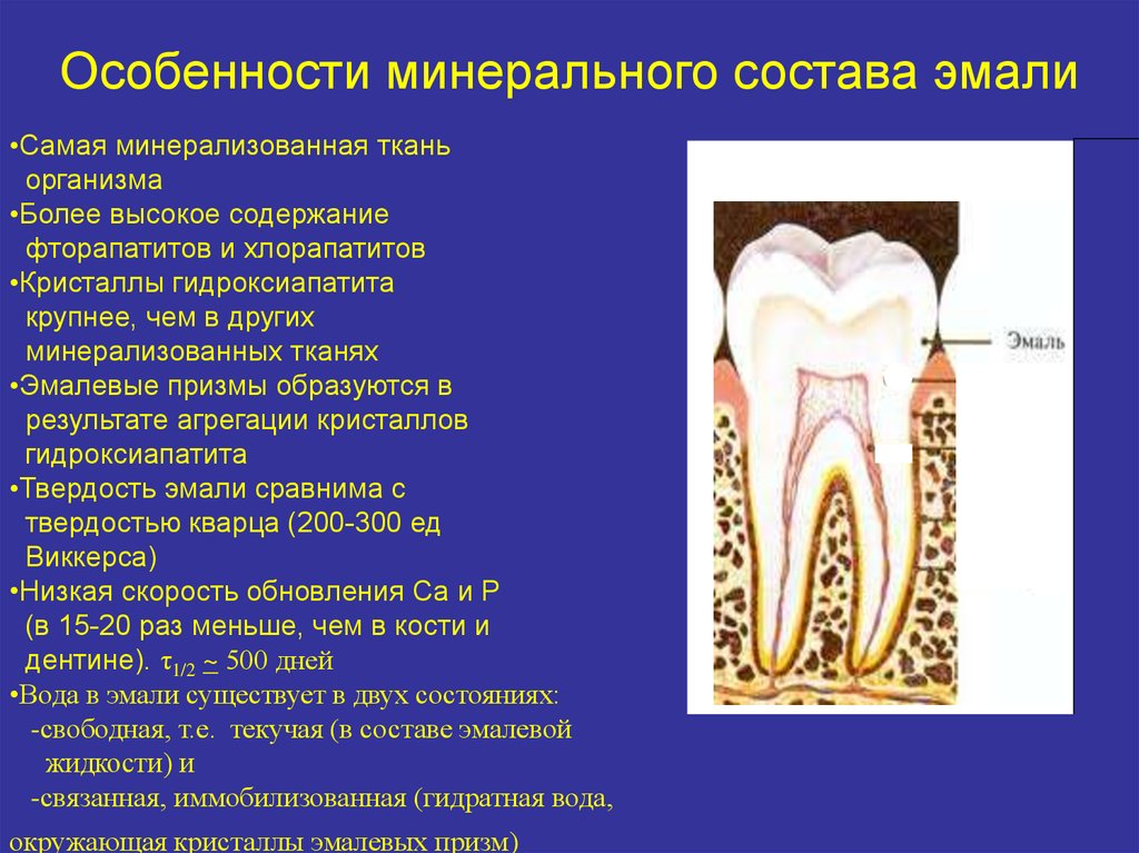 Особенность строения дентина какую функцию он выполняет. Минеральный состав дентина зуба. Минеральный состав дентина биохимия. Особенности минерального состава эмали.. Особенности строения эмали.