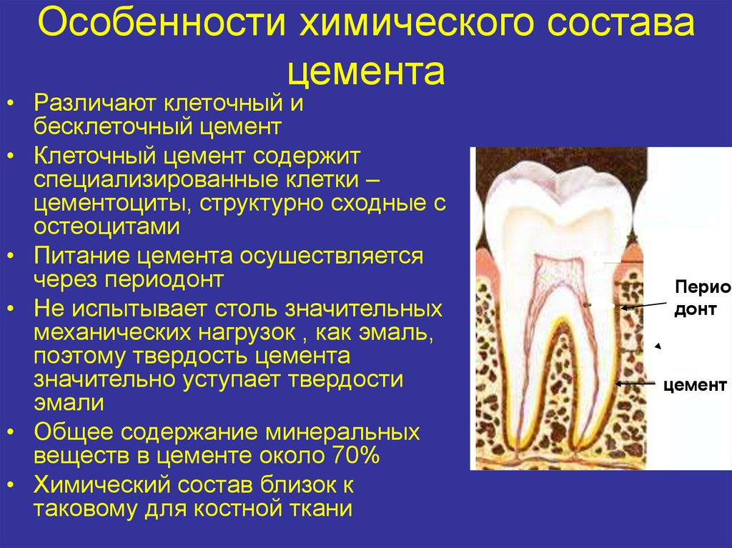 Строение цемента зуба