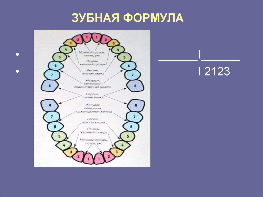 Формула зубов схема