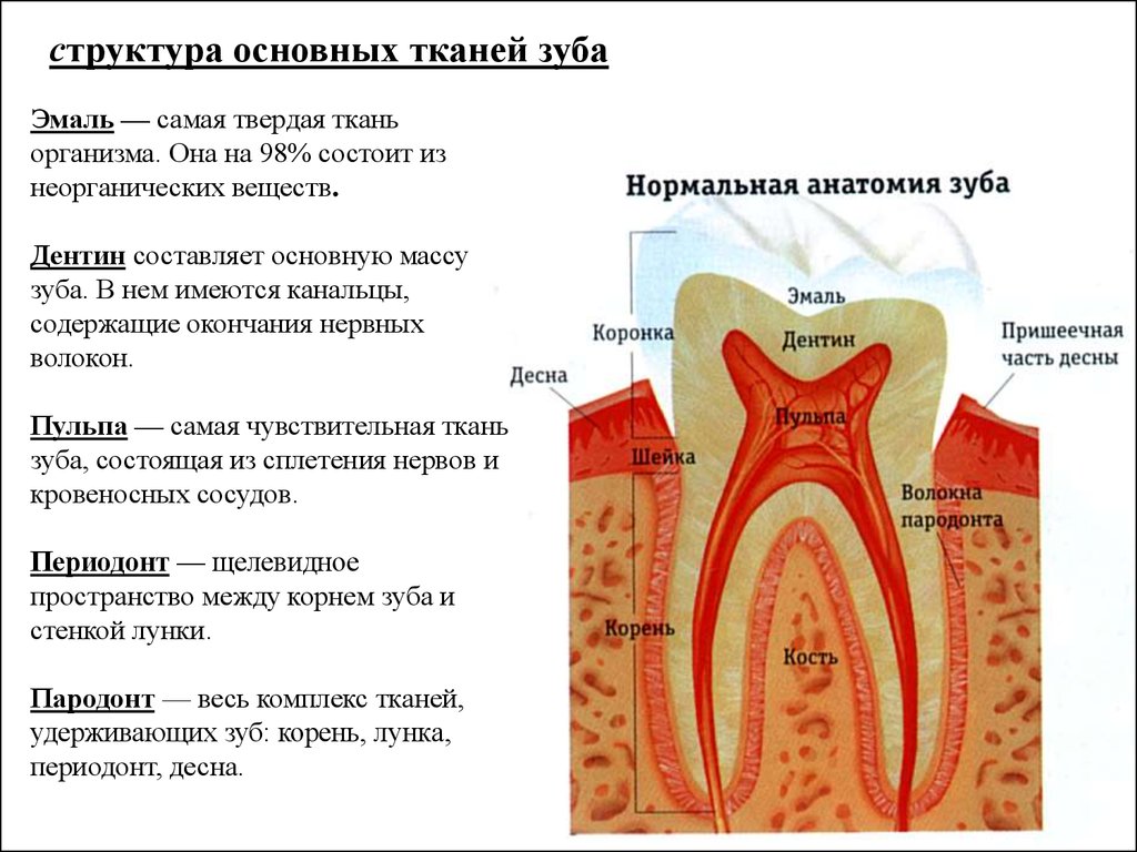 Строение зуба человека схема с описанием