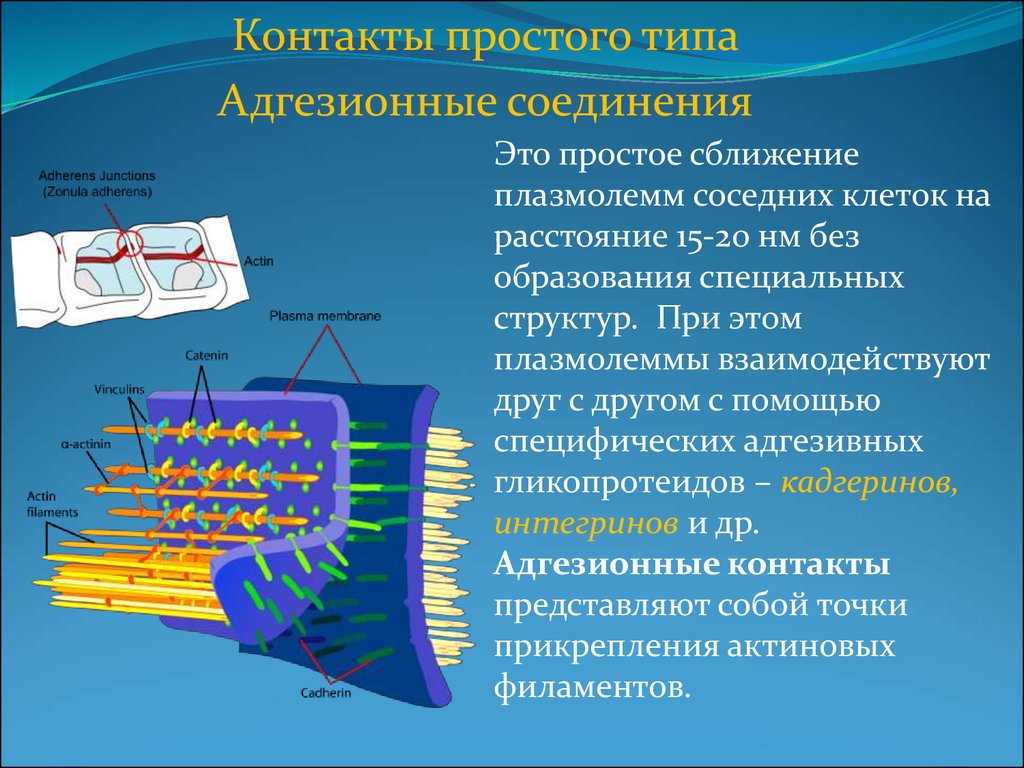 Вещество между клетками. Межклеточные соединения адгезивные соединения. Адгезивные рецепторы. Адгезионные межклеточные контакты. Адгезивные простой межклеточные контакты.