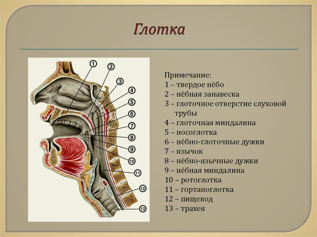 Горло изнутри схема