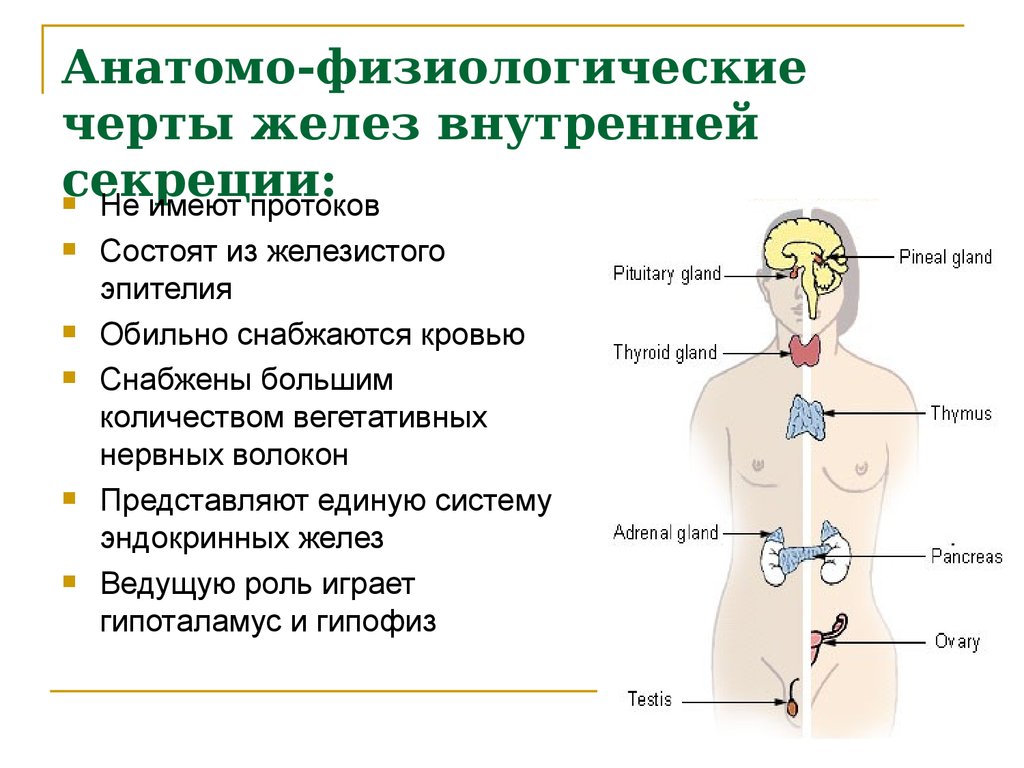 Железа внутренней секреции. Функции эндокринная система железы внутренней секреции. Эндокринная система общая характеристика желез внутренней секреции. Функции желез внутренней секреции эндокринные. Из какой ткани состоят железы внутренней секреции?.