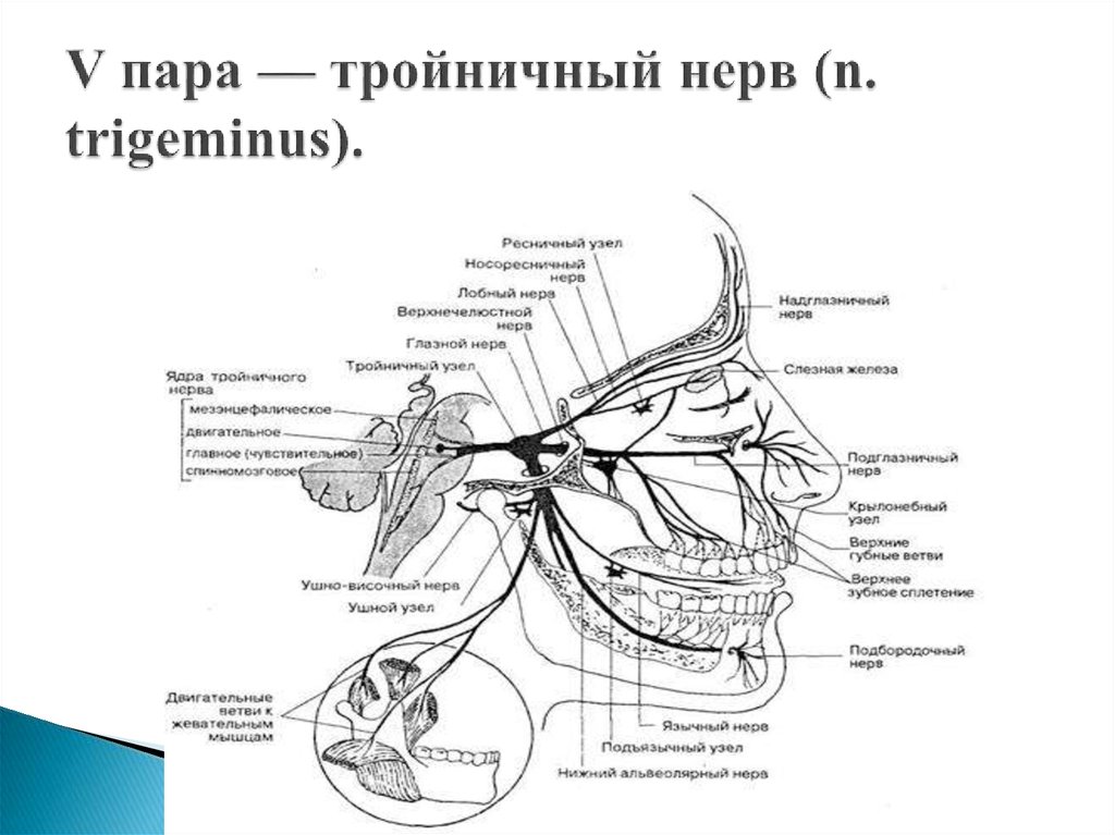 Ветви тройничного нерва схема