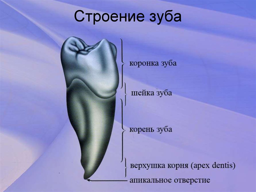 Корень зуба клык. Поверхность зуба анатомия зуба строение зуба. Строение зуба анатомия верхушка зуба. Зубы анатомия строение резца.