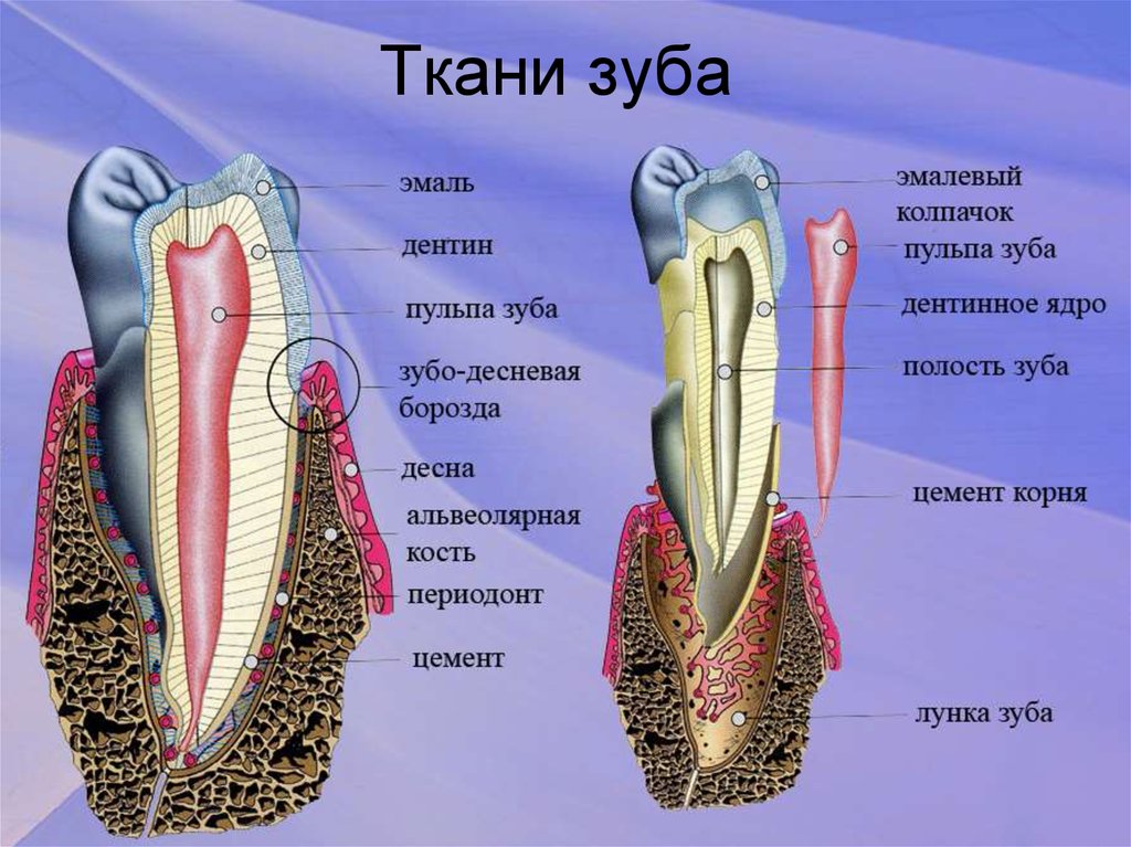 Схема строения зуба гистология