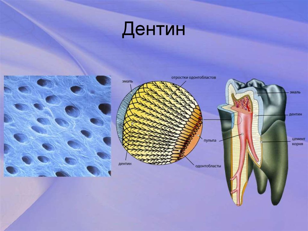 Дентин зуба. Структура эмали и дентина. Одонтобласты дентина.