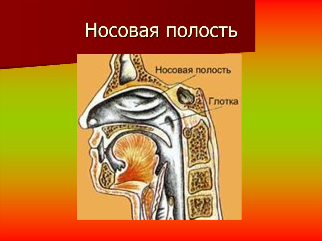 Без полости. Носовая полость. Носовая полость человека. Строение носовой полости человека. Носовая полость рисунок.