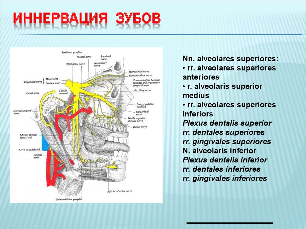 Нервы в зубах схема