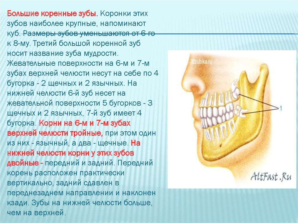 Коренной зуб в челюсти. Большой коренной зуб нижней челюсти. Коренные зубы нижней челюсти. Коренные зубы верхней челюсти.