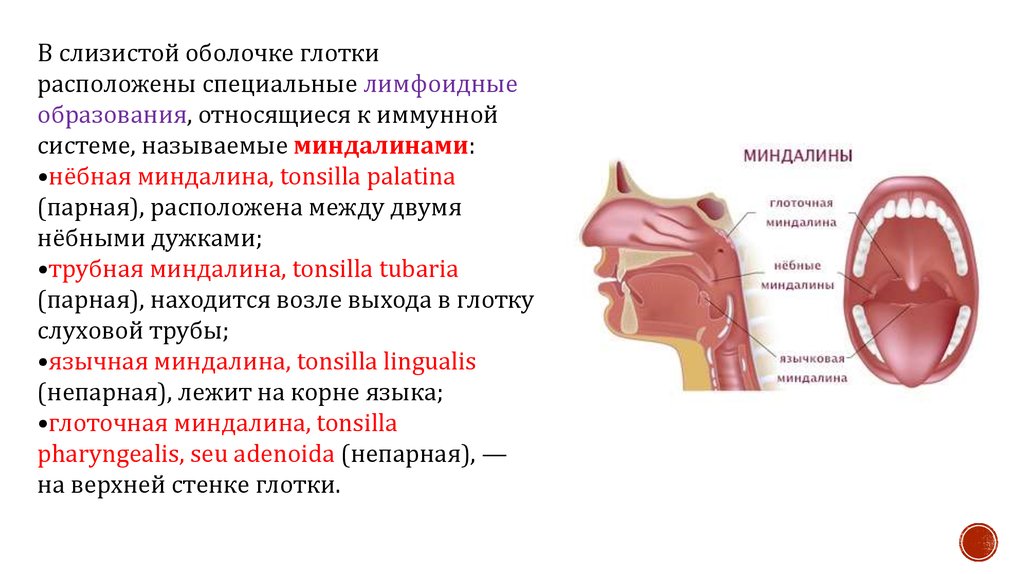 Составить схему лимфоидного кольца указать парные и непарные миндалины