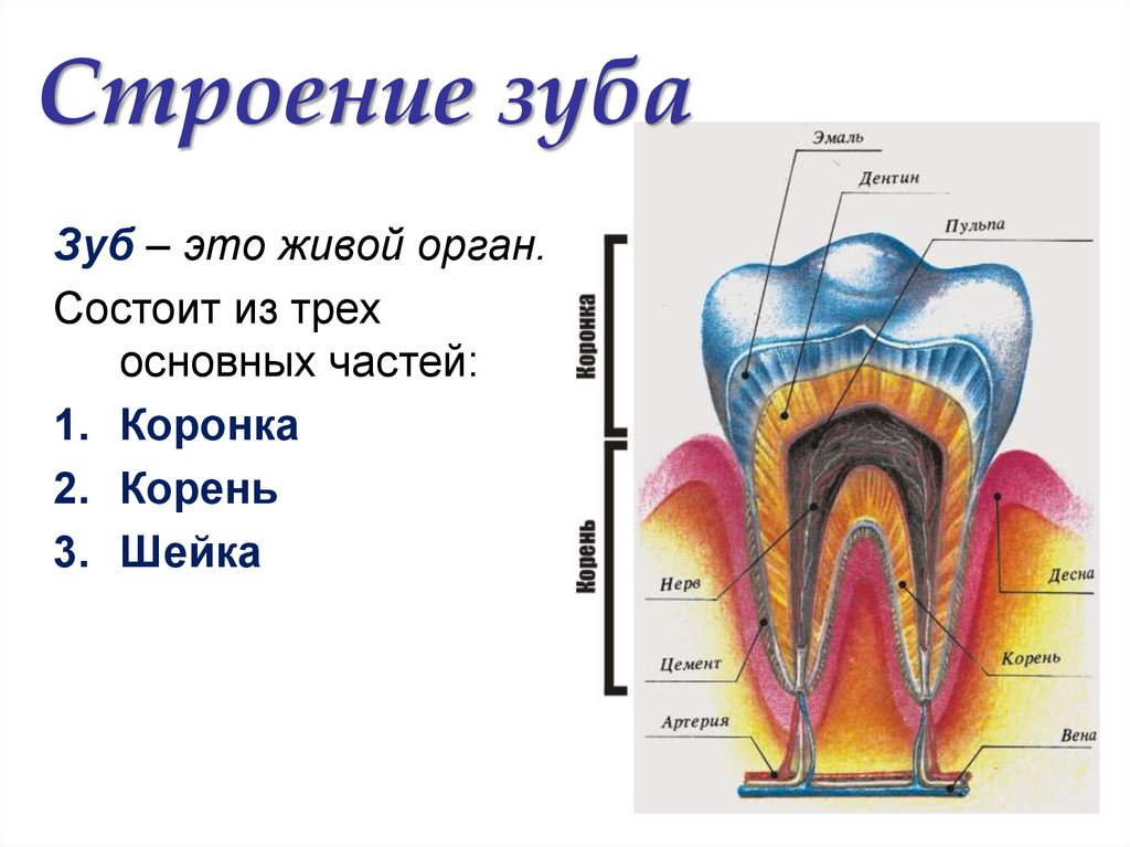 В какую систему входит зуб. Схема строения зуба анатомия. Строение зуба эмаль дентин пульпа. Структура строение зуба. Строение зуба 7 снизу.