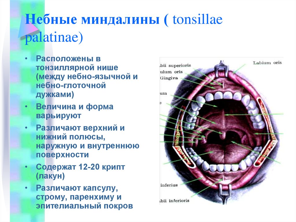 Строение гланды схема миндалины