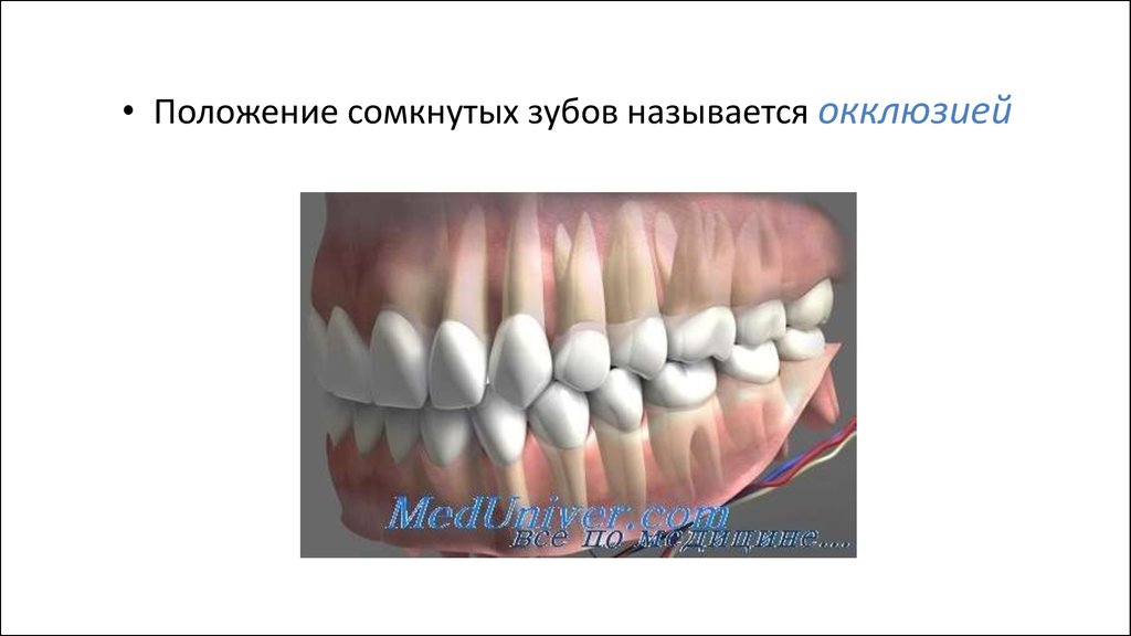 Развитие зубов у человека