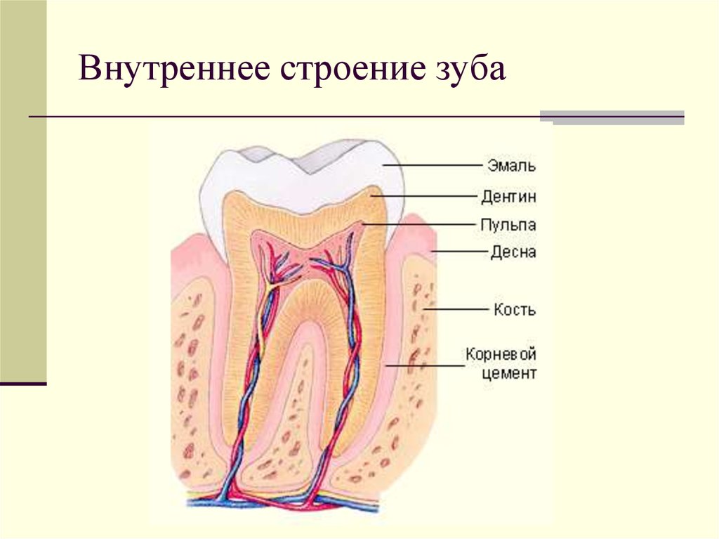 Части зуба человека схема