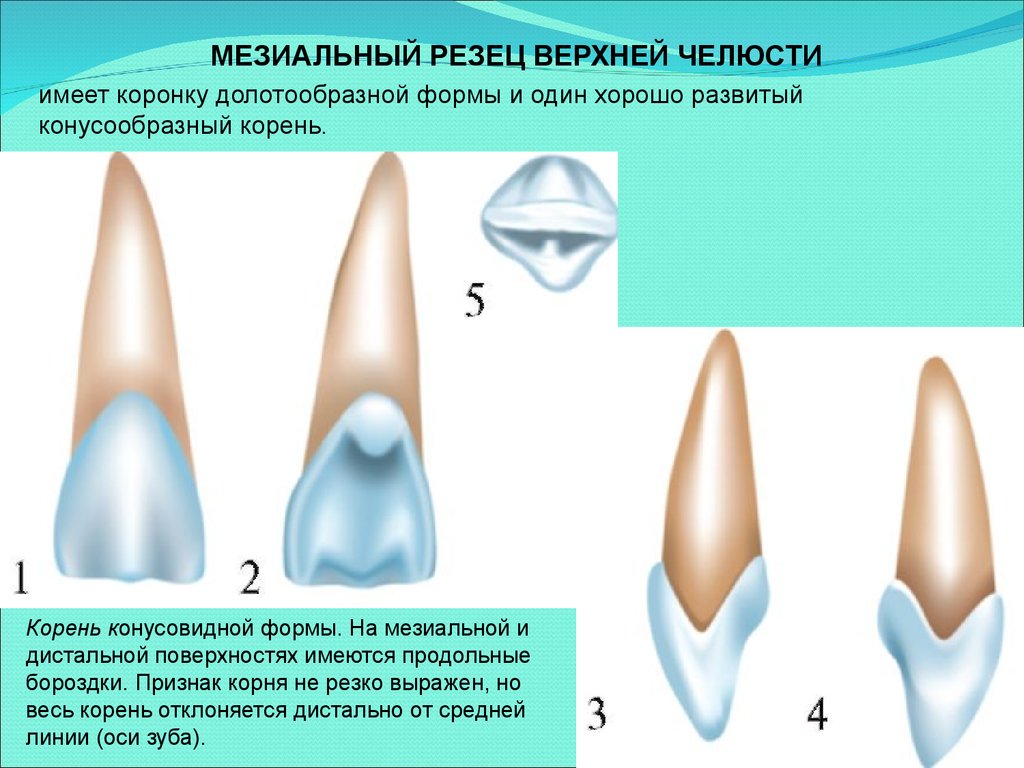 Развитие и анатомия зубов и челюстей в рентгеновском изображении