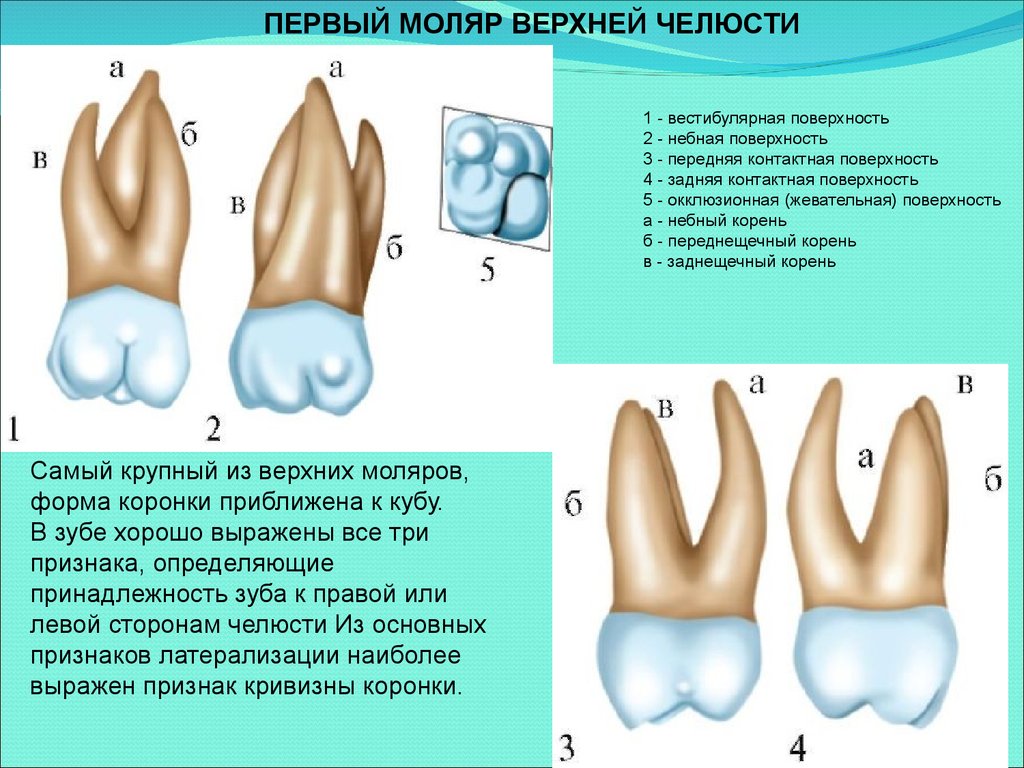 Строение коренного зуба человека схема фото