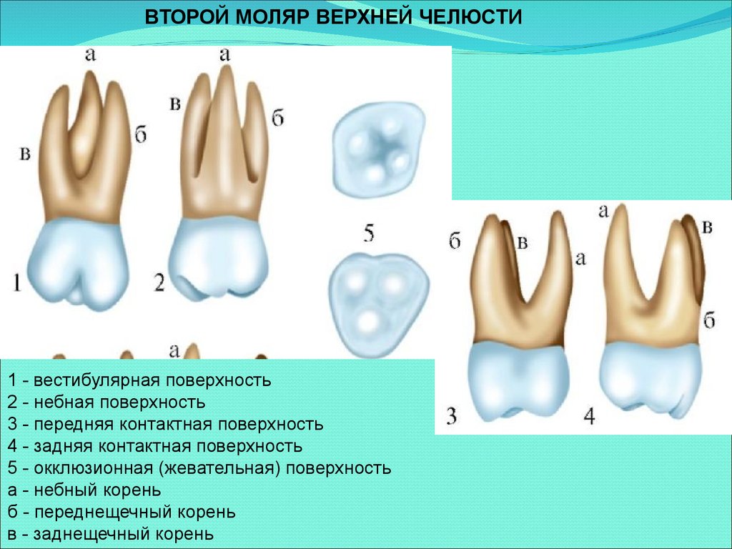 Коренной зуб в челюсти. Первый моляр верхней челюсти. Зуб второй моляр верхней челюсти. Строение шестого моляра. Первый моляр верхней челюсти корни.