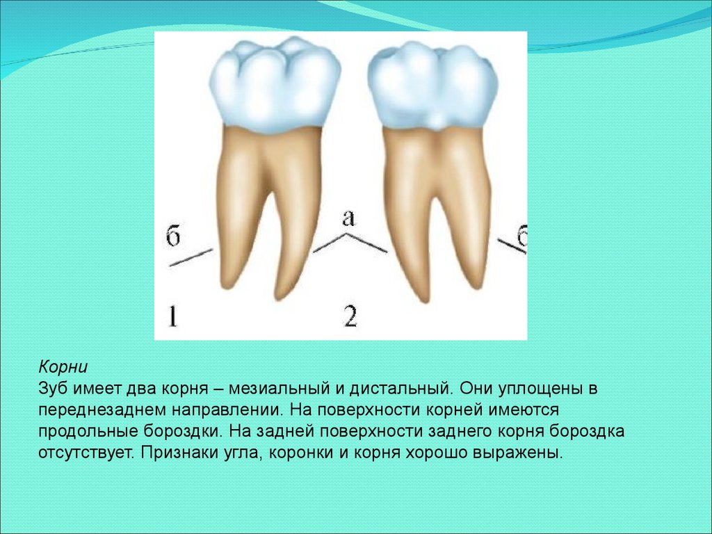Признаки стороны зуба. Мезиальный и дистальный корень зуба. Анатомия зубов.