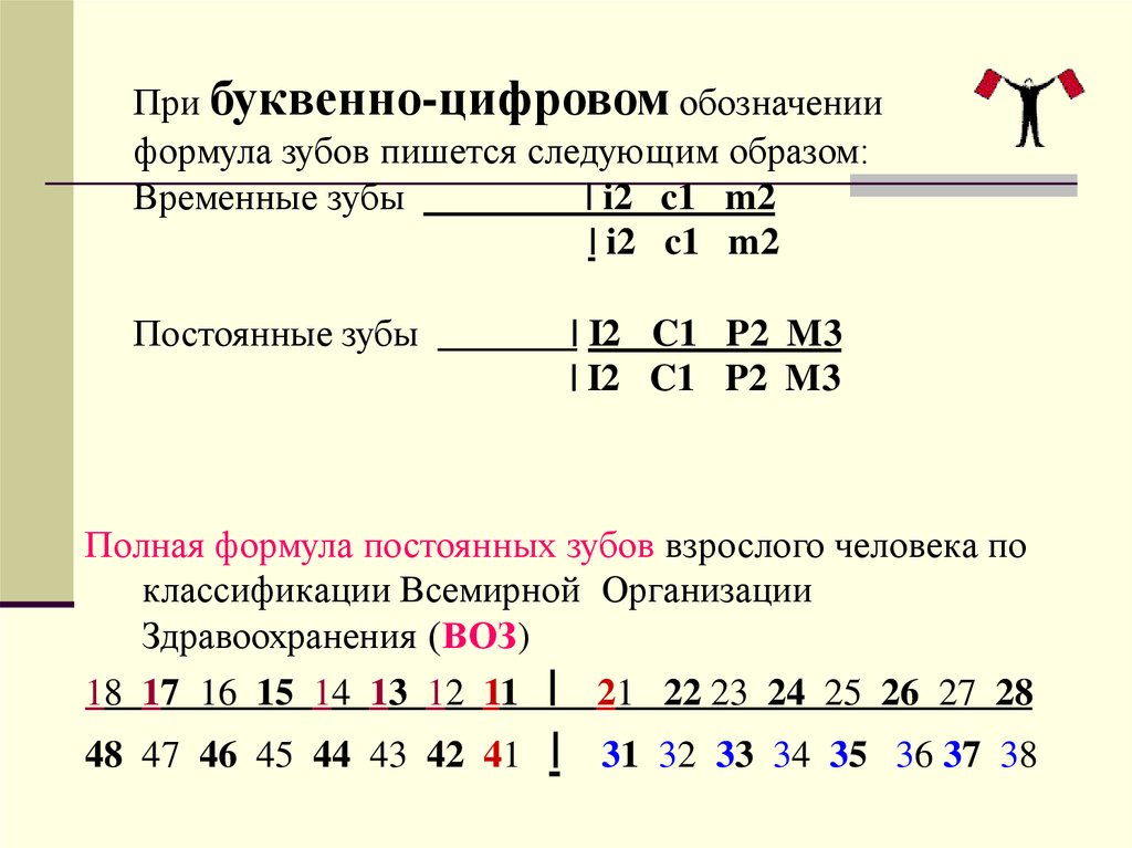 Зубная формула человека схема